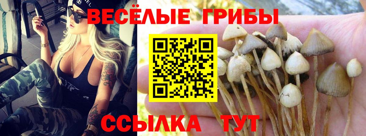Галлюциногенные грибы Psilocybine cubensis Ковров